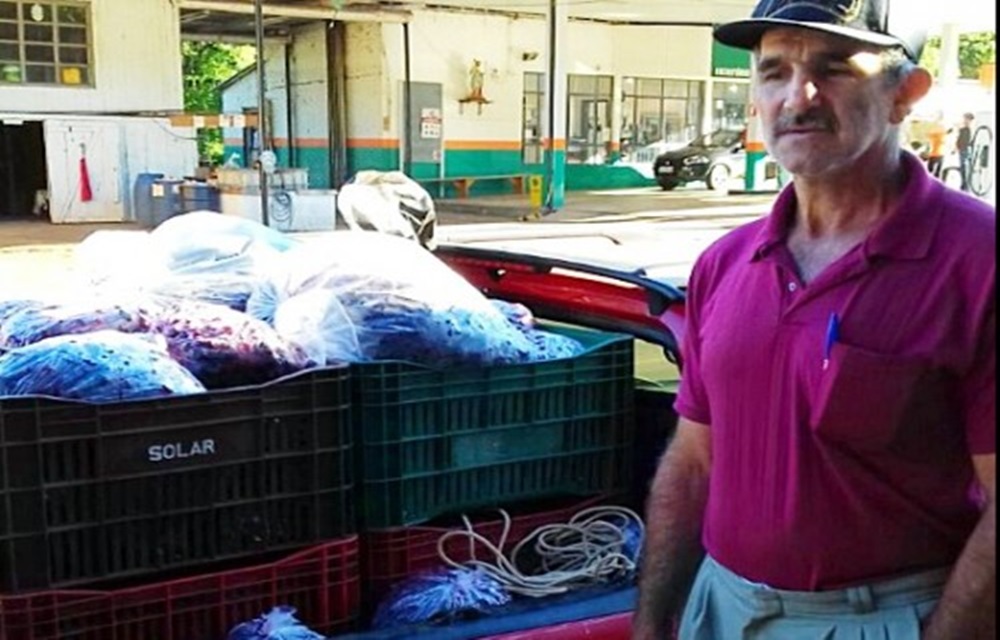 Ir para  <p>Um grupo de agricultores do munic&iacute;pio de Charrua inicia a colheita de amora preta da variedade Tupi. At&eacute; o momento j&aacute; foram colhidos 2 mil quilos. A fruta foi plantada em pequenas &aacute;reas...